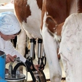 Kako pomuziti kravu mašinom za mužu: priprema i pravila za mužu